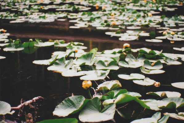 Isa Lake pond lilies