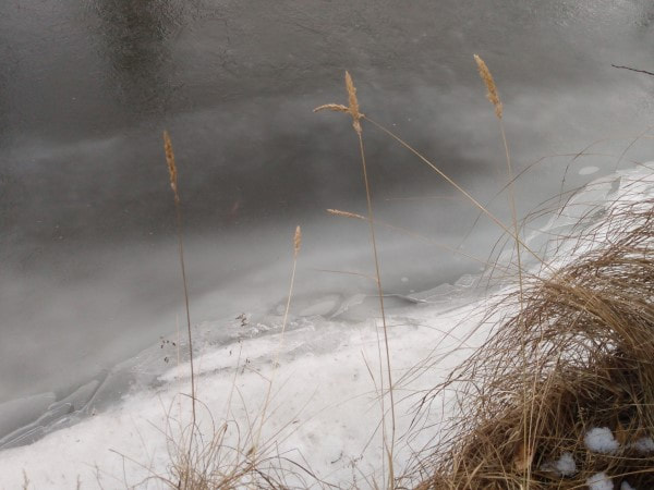 grass at frozen creek