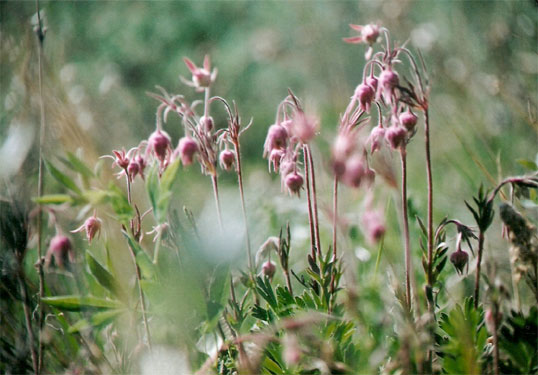 Geum triflorum (three-flowered avens) ~ prairie smoke