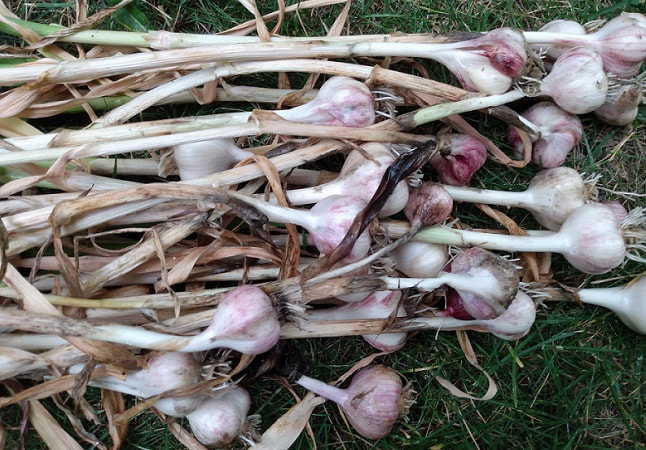 garlic umbels and bulbils