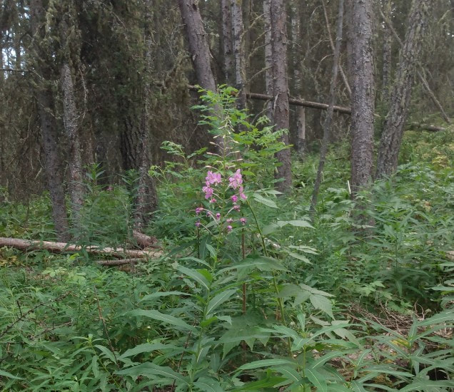 fireweed in the forest - Chamaenerion angustifolium