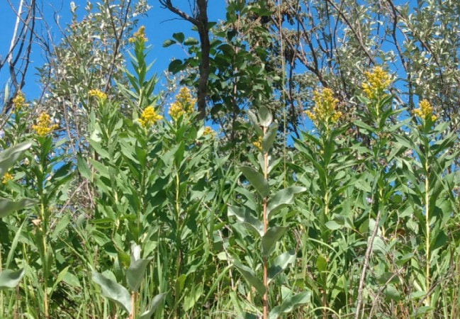 goldenrod with wolf willow (american silverberry)