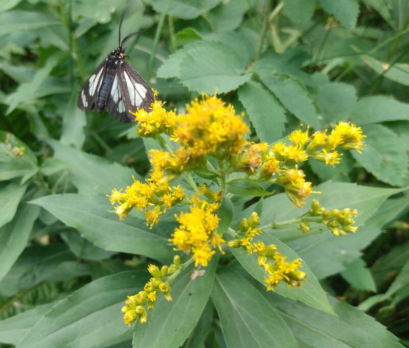 goldenrod with police car moth