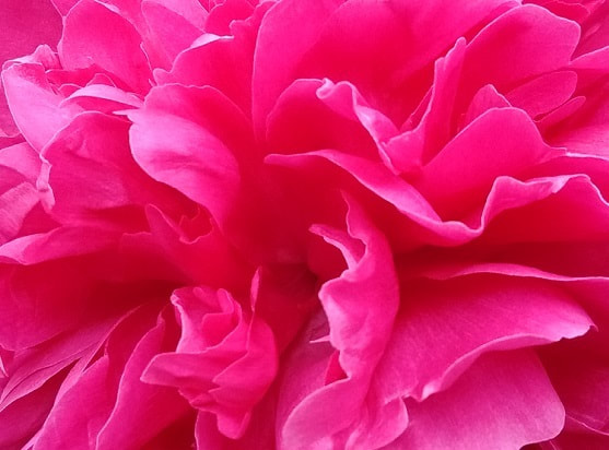 dark pink peony flower