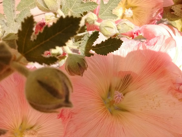 pink hollyhock with buds