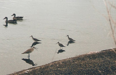 shorebirds and ducks