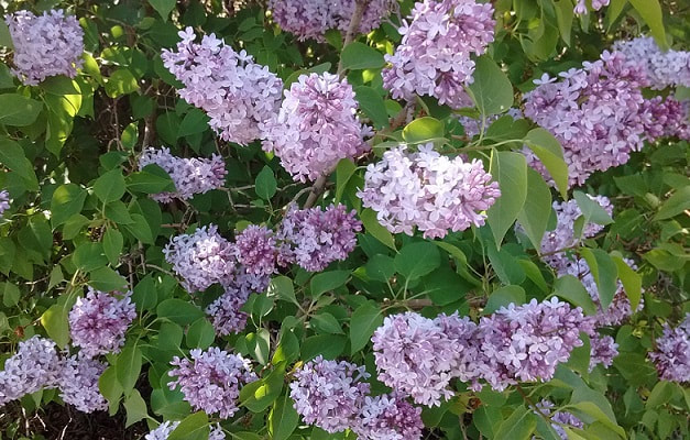 light purple lilacs