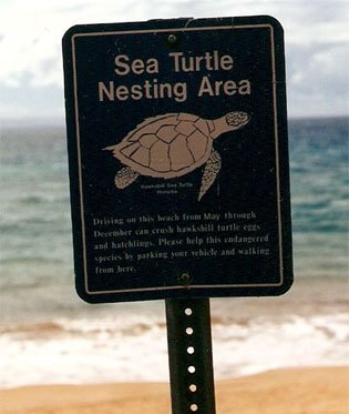 turtle nesting area
