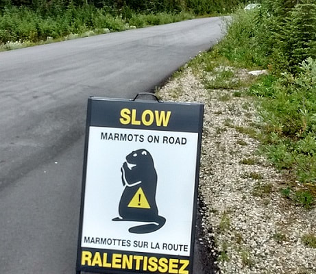 slow, marmots on road