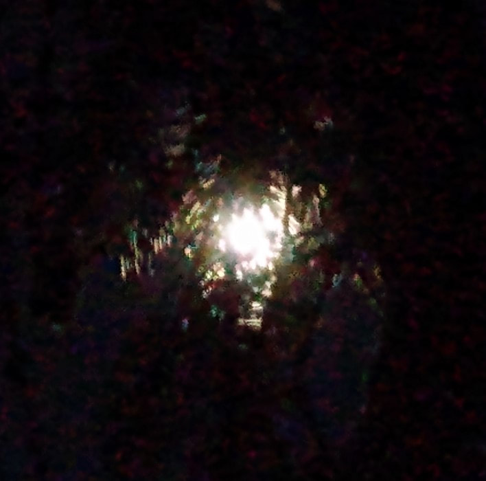 moonbeam refraction reflection, spruce tree needles 1