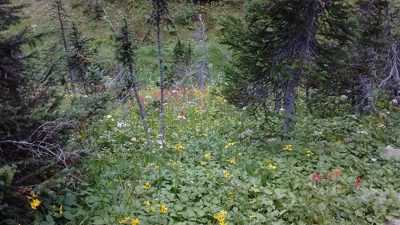 mount revelstoke wildflowers (with trees)