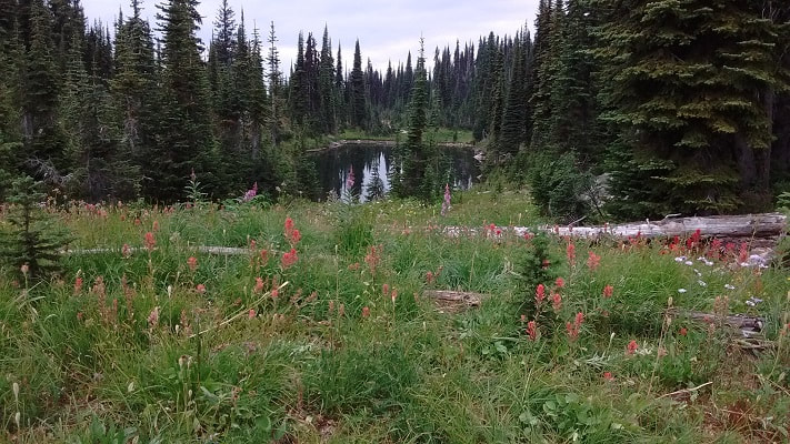 mount revelstoke national park wildflowers (and pond)