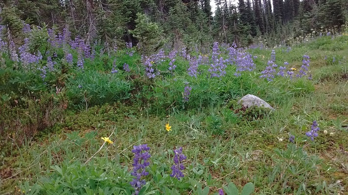 purple wildflowers on mount revelstoke