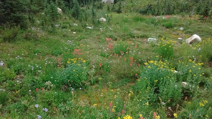 wild flowers on mount revelstoke