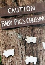 baby pigs crossing