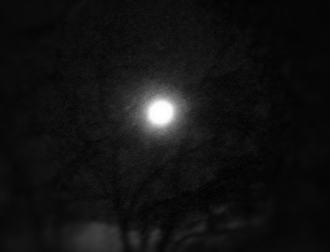 full moon silhouette trees