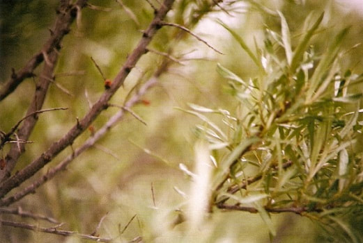 Sea buckthorn, leafing