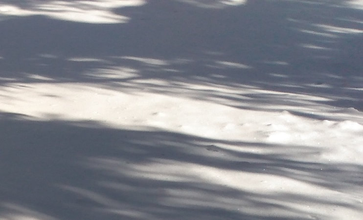 tree shadows on snow