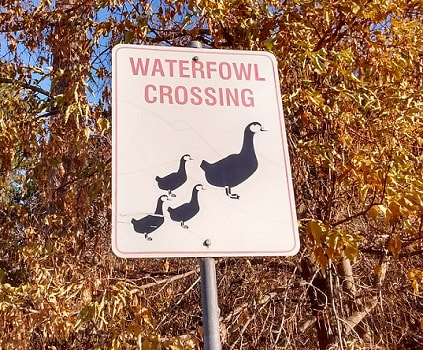 waterfowl crossing