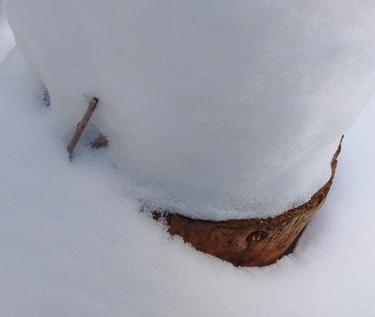 snow stump