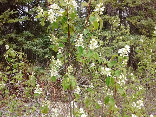 saskatoon shrub in bloom
