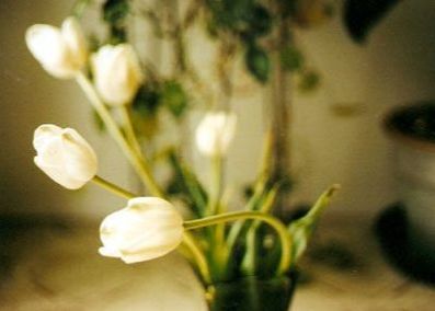 white tulips in vase