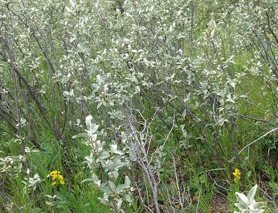 wolf willow