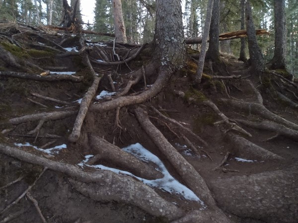 forest roots