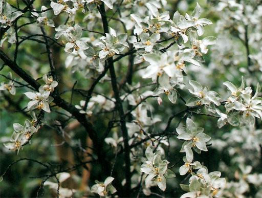 wolf willow